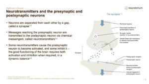 Neurotransmitters and the presynaptic and postsynaptic neurons
